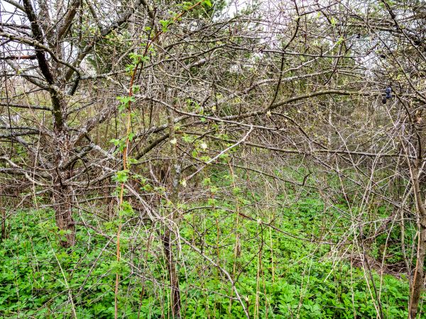 Underbrush Clearing in Broken Arrow