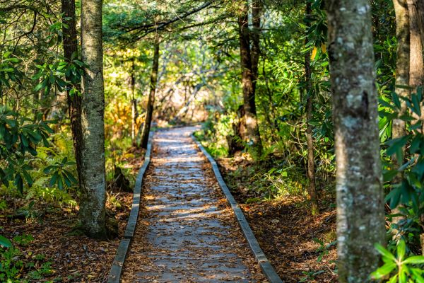 Cost of Trail Clearing in Broken Arrow
